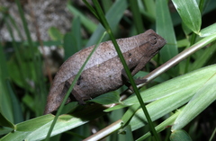 Rieppeleon brachyurus