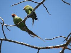 Psittacula longicauda