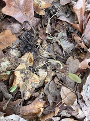 Endodeca serpentaria