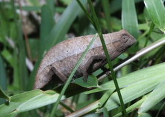 Rieppeleon brachyurus