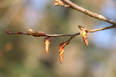 Carpinus betulus