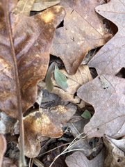 Endodeca serpentaria