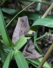 Rieppeleon brachyurus