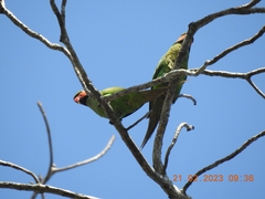 Psittacula longicauda