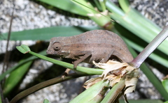 Rieppeleon brachyurus