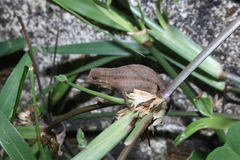 Rieppeleon brachyurus
