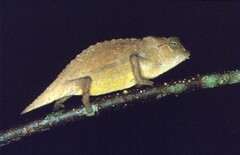 Rieppeleon brevicaudatus