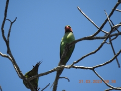 Psittacula longicauda