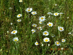 Anthemis ruthenica