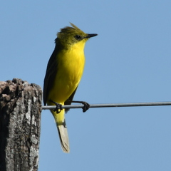 Pseudocolopteryx acutipennis