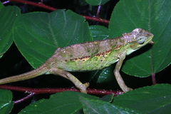 Trioceros