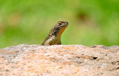Sceloporus palaciosi