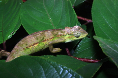 Trioceros