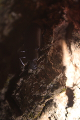 Alobates pensylvanicus