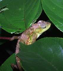 Trioceros