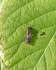 Cnemidandrena