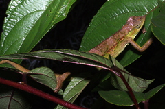Trioceros