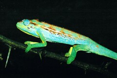 Trioceros ellioti
