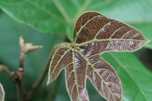 Manniophyton fulvum