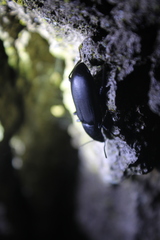 Alobates pensylvanicus