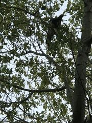 Hemiphaga novaeseelandiae