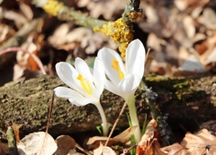 Crocus heuffelianus