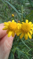 Senecio madagascariensis