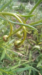 Senecio madagascariensis