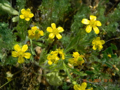 Ranunculus oxyspermus