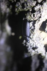 Alobates pensylvanicus