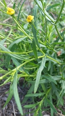 Senecio madagascariensis