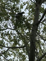 Hemiphaga novaeseelandiae