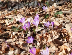 Crocus heuffelianus