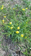 Senecio madagascariensis