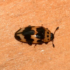 Ischyrus quadripunctatus