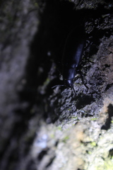 Alobates pensylvanicus