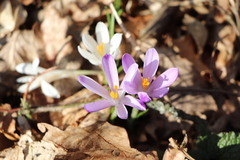 Crocus heuffelianus
