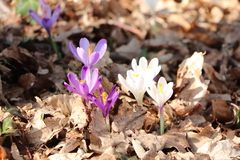 Crocus heuffelianus
