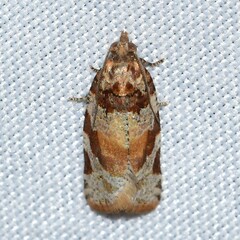Argyrotaenia kimballi