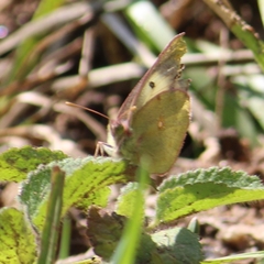 Colias nilagiriensis