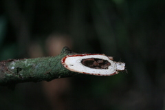 Manniophyton fulvum image