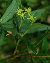 Epidendrum ramosum