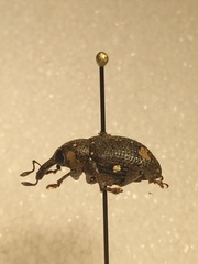 Marshallius guttatus