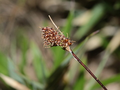 Luzula taiwaniana