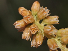 Aletris formosana