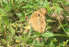 Junonia orithya wallacei