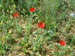 Glaucium corniculatum