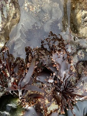 Prionitis lanceolata