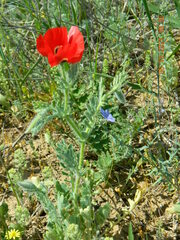 Glaucium corniculatum