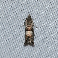 Sereda tautana